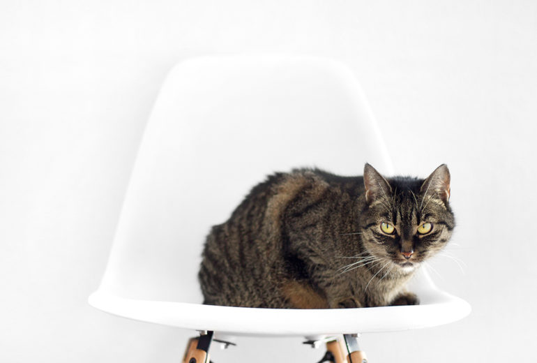 Top 10 Tips To Grow Your white